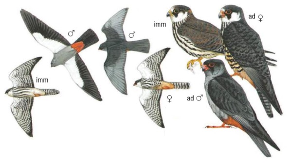Amur Falcon  Falco amurensis.jpg