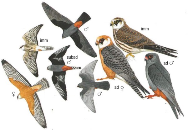 Red-footed Falcon Falco vespertinus.jpg