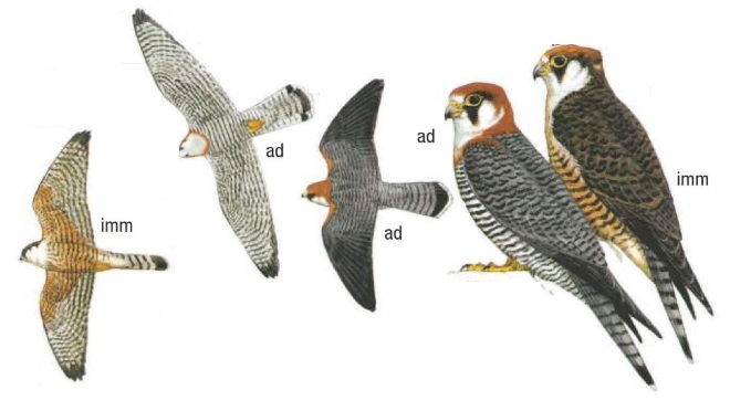 Red-necked Falcon Falco chicquera.jpg
