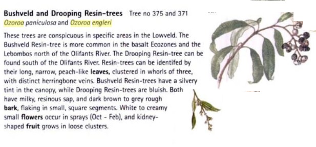 Resin trees.jpg