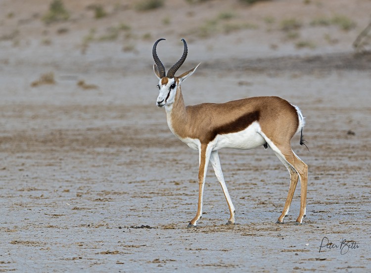 Kalahari Springbok Ram.jpg