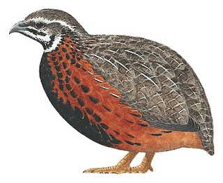 Coturnix delegorguei.jpg