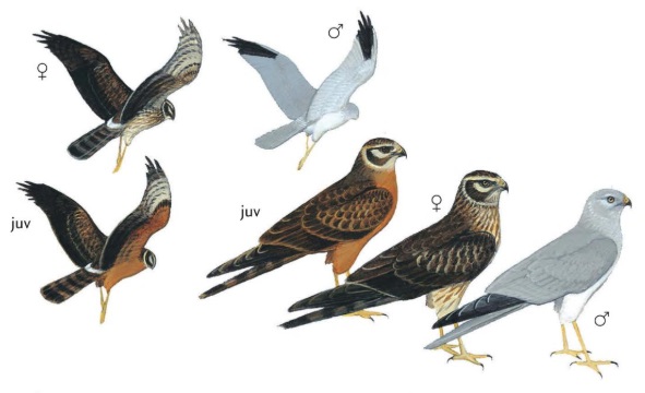 Pallid Harrier Circus macrourus.jpg