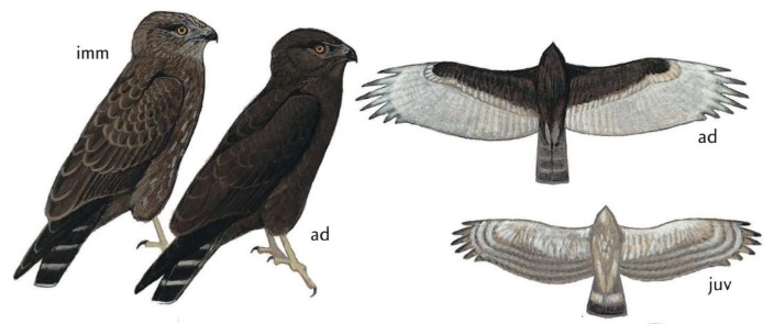 Brown Snake-eagle Circaetus cinereus.jpg