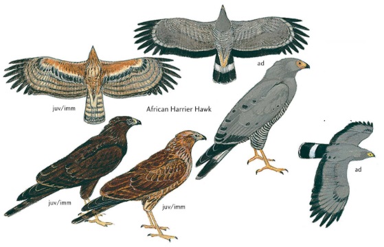 African Harrier-hawk.jpg