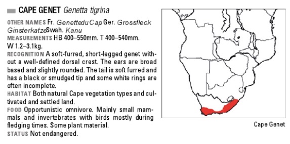 Genetta tigrina - Kingdon.jpg