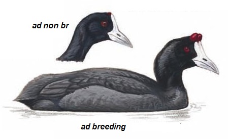 Red-knobbed Coot Fulica cristata.jpg