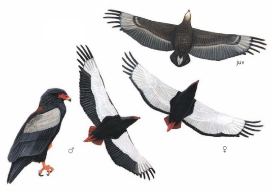 Bateleur Terathopius ecaudatus.jpg