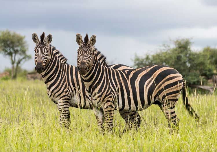 9. zebra.jpg