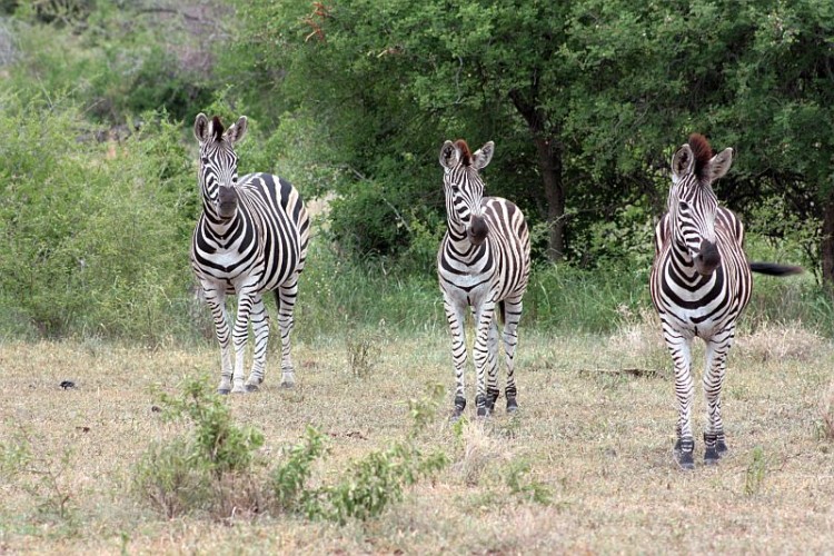 11. zebra.jpg
