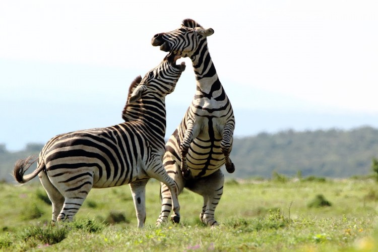 12. zebra.jpg