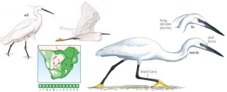 Little Egret.jpg