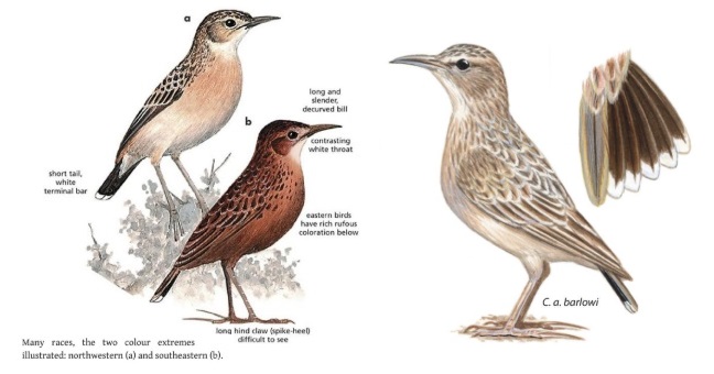 Spike-heeled Lark Chersomanes albofasciata.jpg