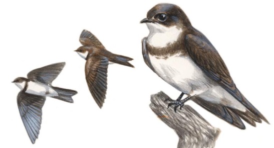 Sand Martin.jpg