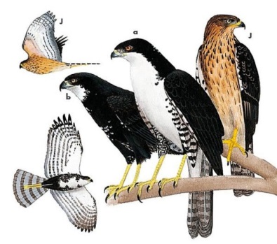 Black Sparrowhawk.jpg