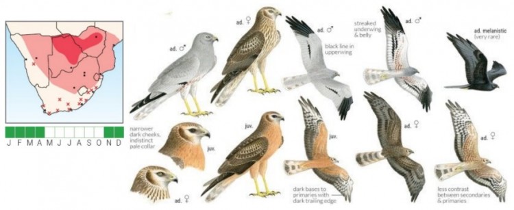 Montagus Harrier.jpg