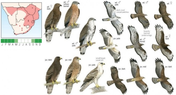 European Honey Buzzard.jpg