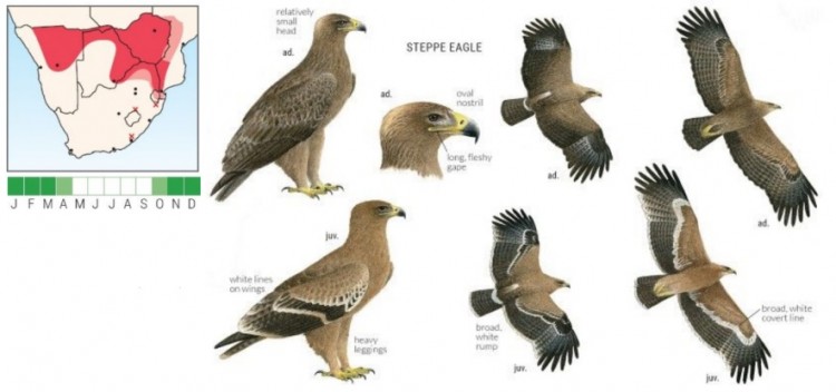 Steppe Eagle.jpg