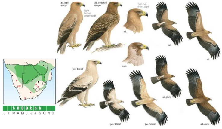 Tawny Eagle.jpg