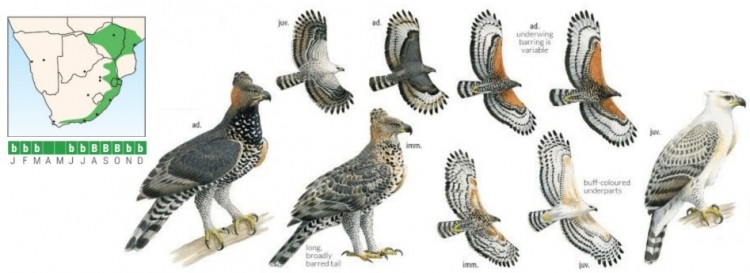 crowned eagle.jpg