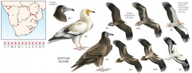 Egyptian Vulture.jpg