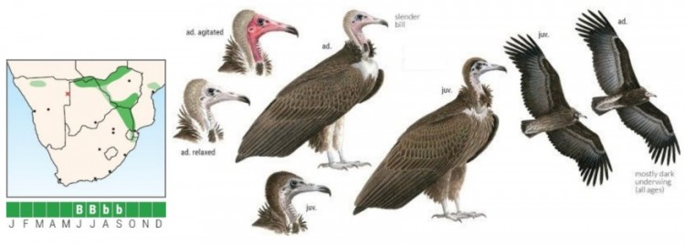 Hooded Vulture.jpg