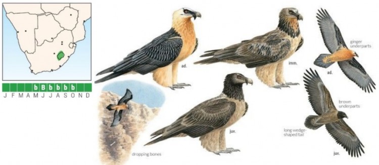 Bearded Vulture.jpg