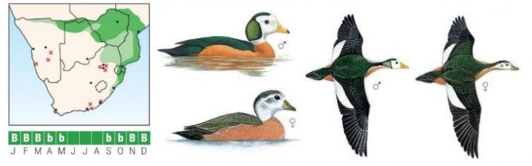 African Pygmy-Goose.jpg