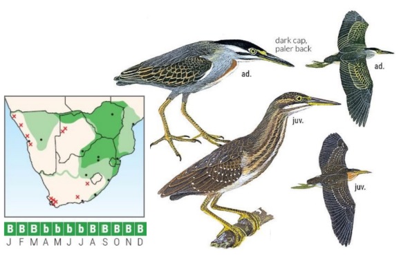 Striated Heron.jpg