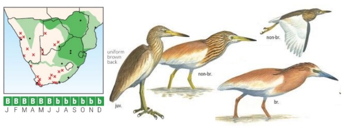 Squacco Heron Ardeola ralloides.jpg