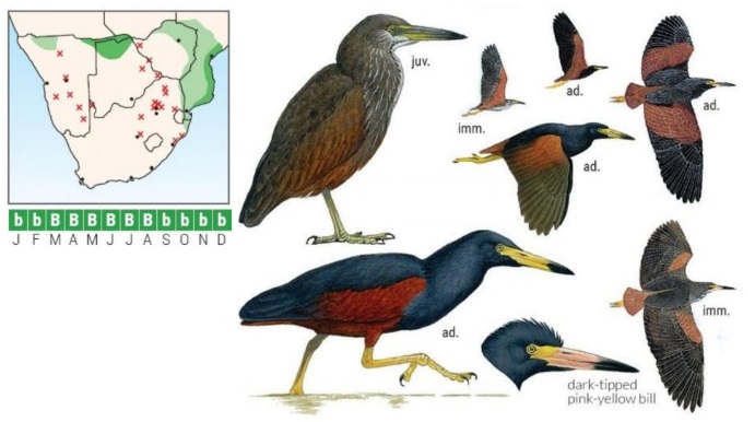 Rufous-bellied Heron Ardeola rufiventris.jpg