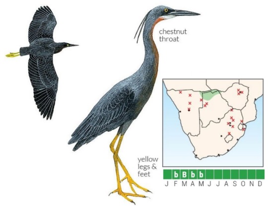 Slaty Egret Egretta vinaceigula.jpg