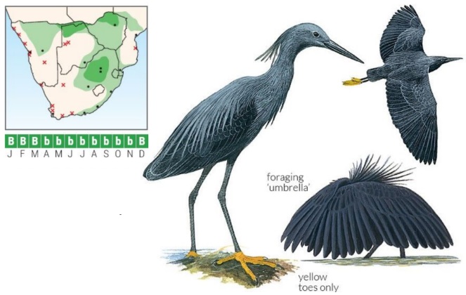 Black Heron ID.jpg