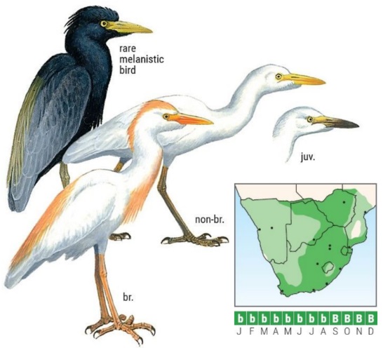 Western Cattle Egret ID.jpg