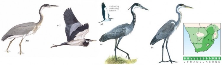 Black-headed Heron Ardea melanocephala.jpg