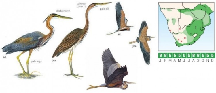 Purple Heron ID.jpg