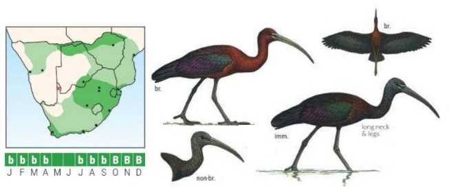 Glossy Ibis.jpg