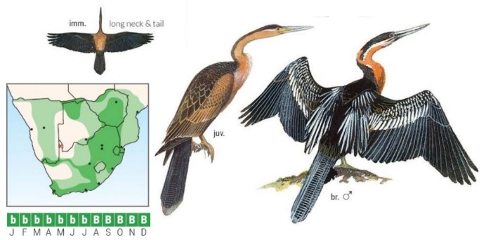 African Darter.jpg