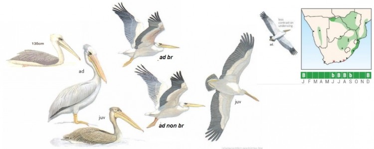 Pink-backed Pelican.jpg