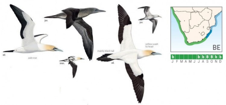 Cape Gannet.jpg