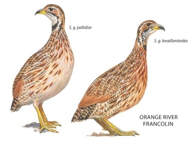 Orange River Francolin.jpg