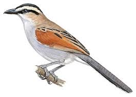 Black-crowned Tchagra.jpg