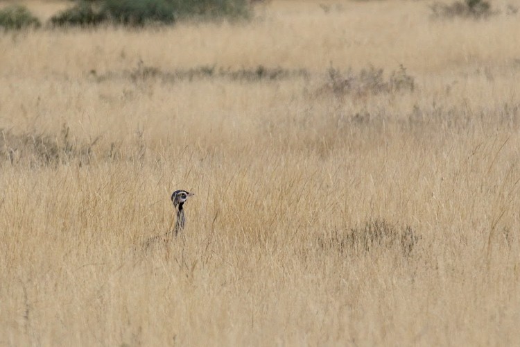 Blue Korhaan Eupodotis caerulescens.jpg