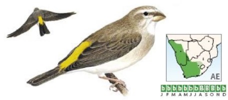 White-throated Canary.jpg