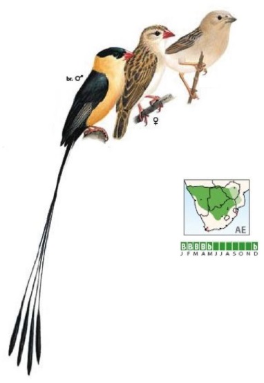 Shaft-tailed Whydah Vidua regia.jpg