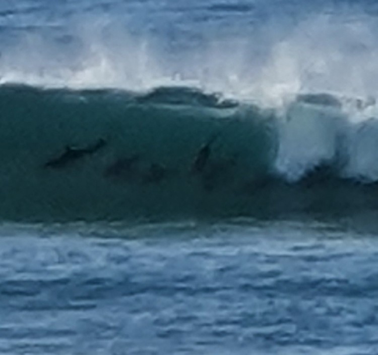 Dolphins 1.jpg