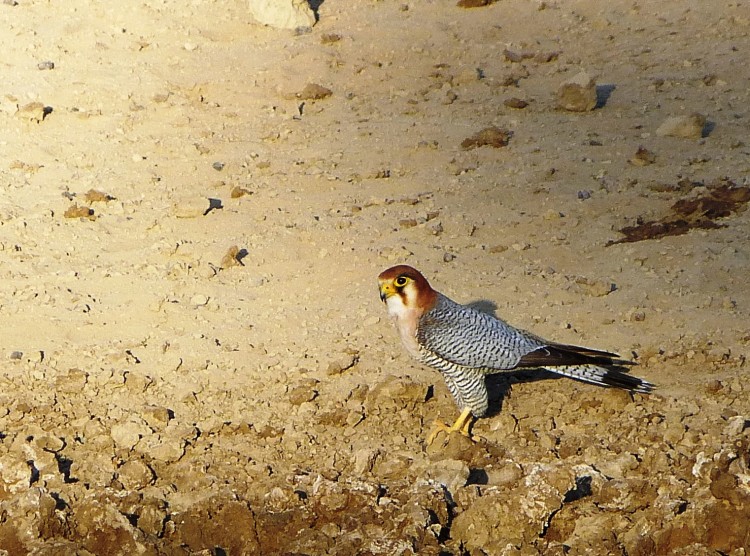 P1520563a.jpg