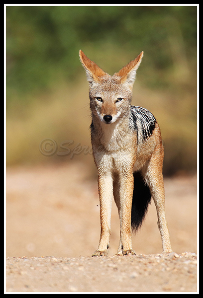 4. jackal.jpg