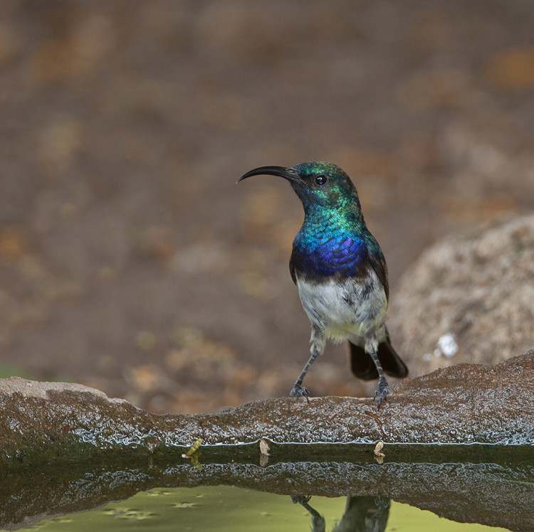 White Bellied Sunbird.jpg
