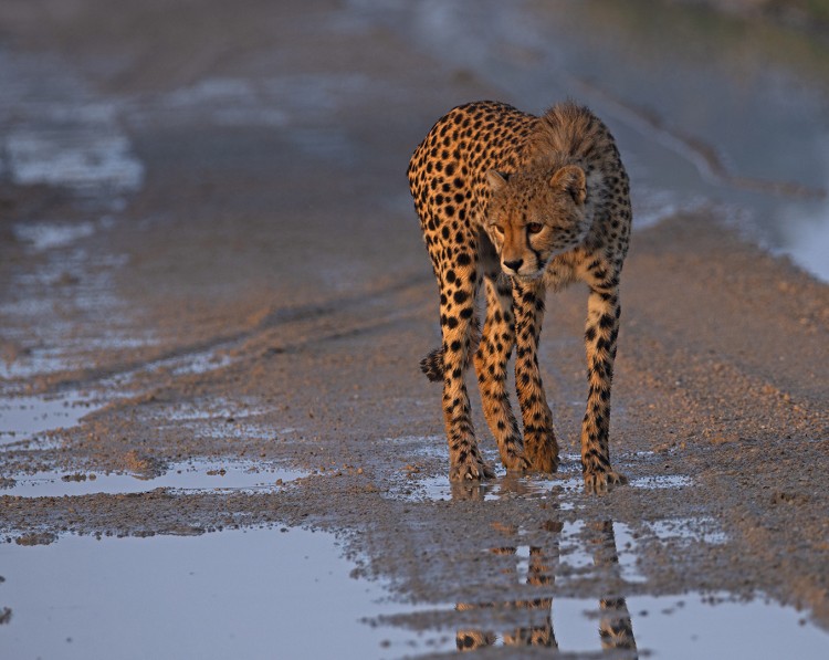 Cheetah Juvenile Rooiputs.jpg